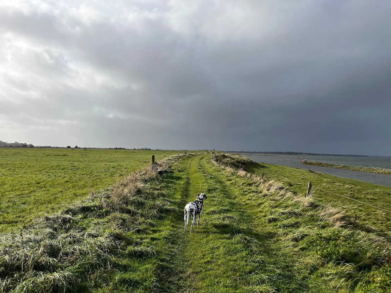Wattmeer Idyllisches Bild vom Wattenmeer mit einem Hund auf einem Weg